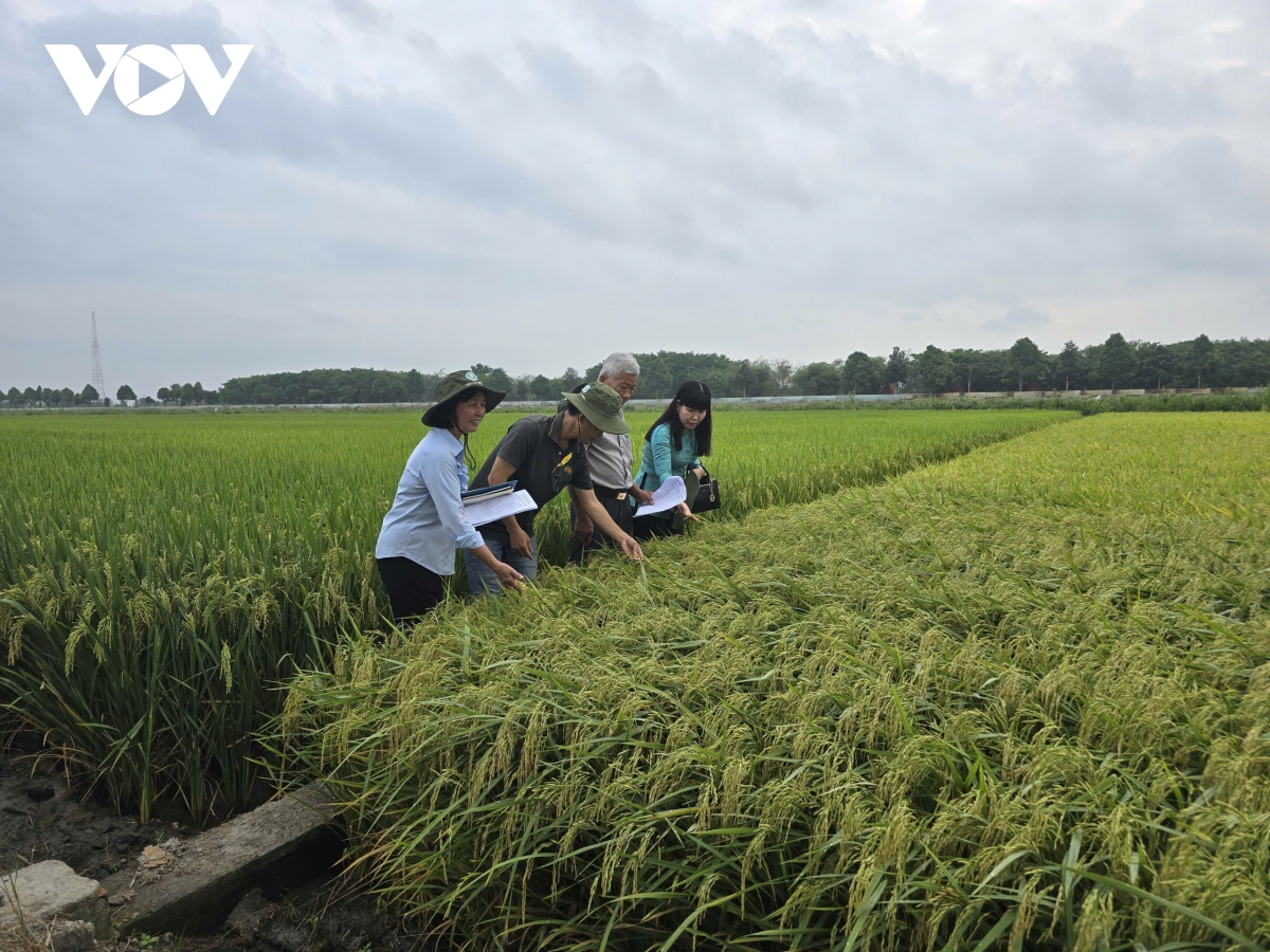Nông dân chọn giống lúa triển vọng, nâng giá trị hạt gạo ĐBSCL